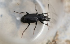 Pterostichus nigrita
