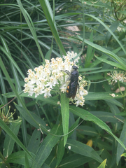 Pygodasis quadrimaculata