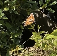 Danaus plexippus