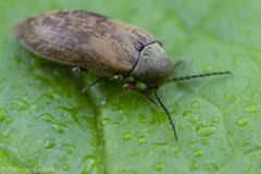 Araeopidius monachus