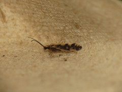 Agraylea multipunctata