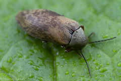 Araeopidius monachus