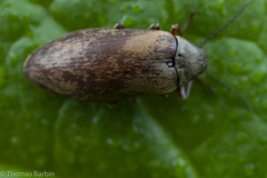 Araeopidius monachus