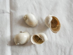 Ampullaceana balthica