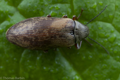 Araeopidius monachus