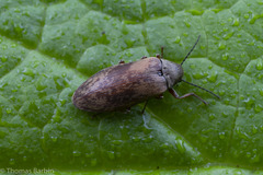 Araeopidius monachus