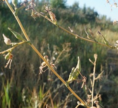 Lactuca serriola