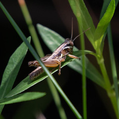Paroxya atlantica