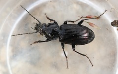 Pterostichus nigrita