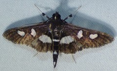 Desmia maculalis