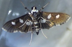 Desmia maculalis