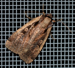 Eueretagrotis sigmoides