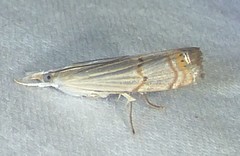 Parapediasia decorellus