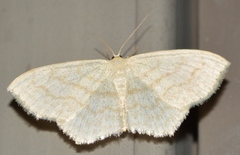 Scopula junctaria