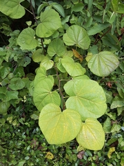 Cercis canadensis