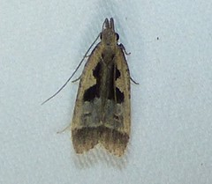 Dichomeris bilobella