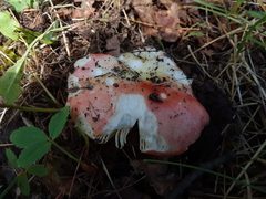 Russula veternosa