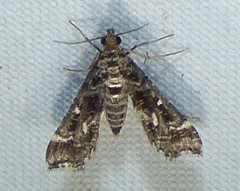 Diasemiopsis leodocusalis