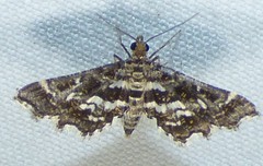 Diasemiopsis leodocusalis