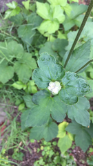 Eriocapitella vitifolia