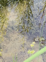 Lithobates onca