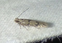 Taygete attributella