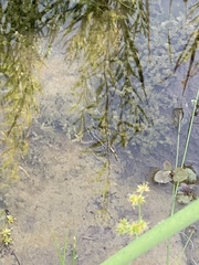 Lithobates onca