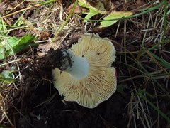 Russula veternosa