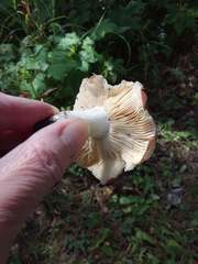 Russula veternosa