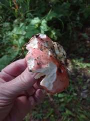 Russula veternosa