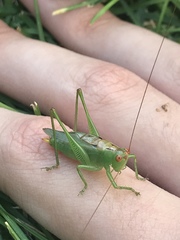 Orchelimum silvaticum