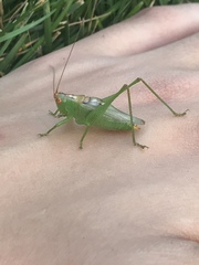 Orchelimum silvaticum