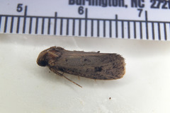 Acrolophus propinqua