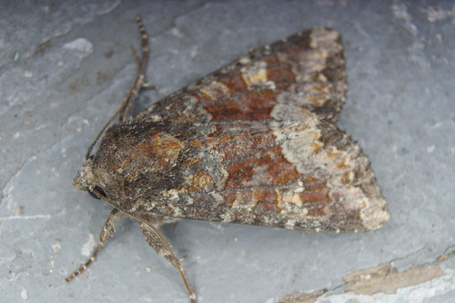 Yellow-headed Cutworm Moth and Allies photo 5