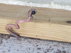 Carphophis amoenus helenae