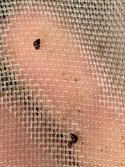 Pyrgulopsis