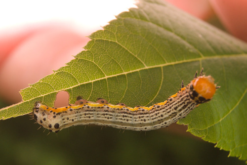 Bordered Sallow photo 5