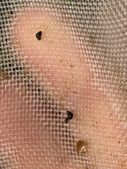 Pyrgulopsis