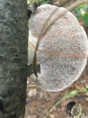 Daedaleopsis confragosa image