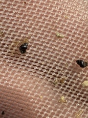 Pyrgulopsis