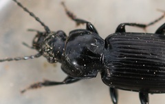 Pterostichus nigrita
