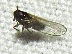 Isodelphax basivitta