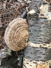 Daedaleopsis confragosa image