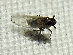 Isodelphax basivitta