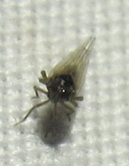 Isodelphax basivitta