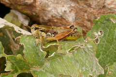 Podisma dechambrei