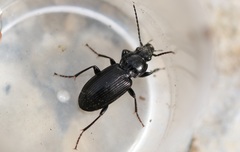 Pterostichus nigrita