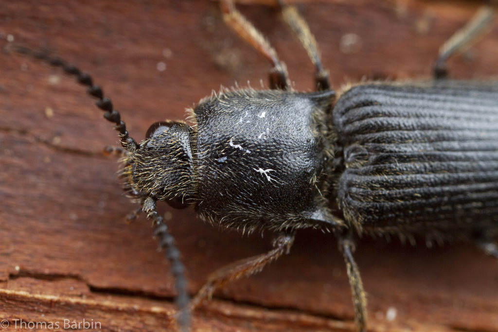Hemicrepidius tumescens