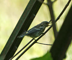 Setophaga virens
