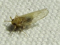 Metadelphax propinqua